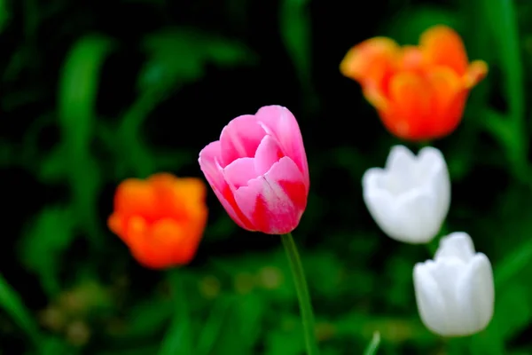 Tulipánok Egy Városi Parkban Homályos Háttér Virágos Kép Web Design — Stock Fotó