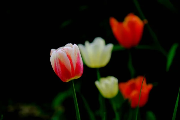 Tulipani Parco Cittadino Sfondo Sfocato Immagine Floreale Web Design — Foto Stock