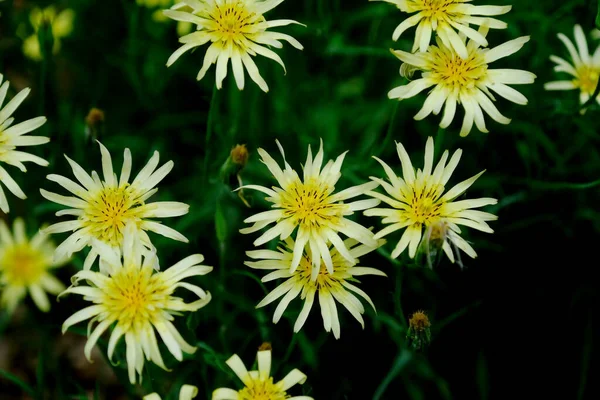 Amarelo Brilhante Wildflowers Blurred Backgroundimagens Florais Para Web Design — Fotografia de Stock