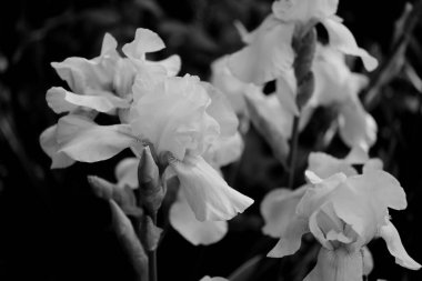 Iris, web tasarımı için bir şehir parkında çiçek arkaplanında