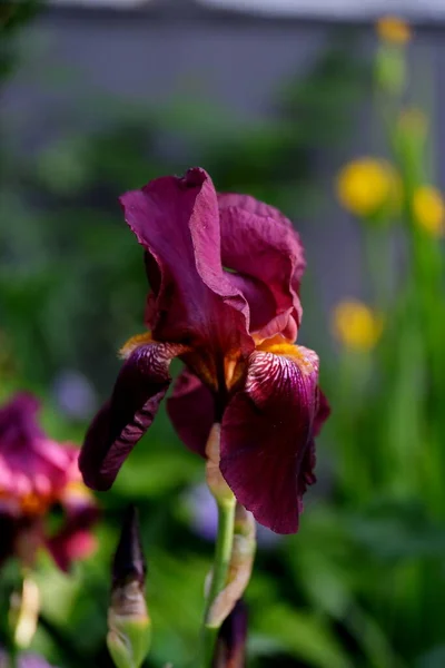 Iris Web Tasarımı Için Bir Şehir Parkında Çiçek Arkaplanında — Stok fotoğraf