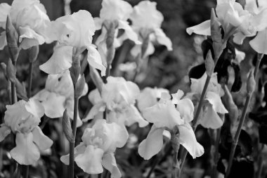 Iris, web tasarımı için bir şehir parkında çiçek arkaplanında