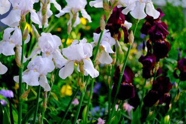 Iris, web tasarımı için bir şehir parkında çiçek arkaplanında