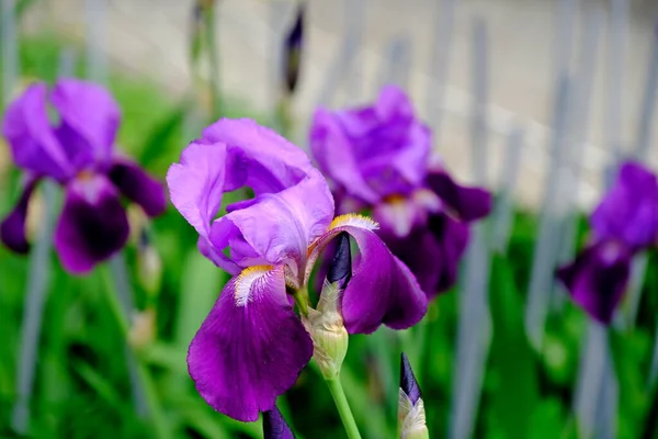 市内公園のアイリスウェブデザインのための花の背景 — ストック写真