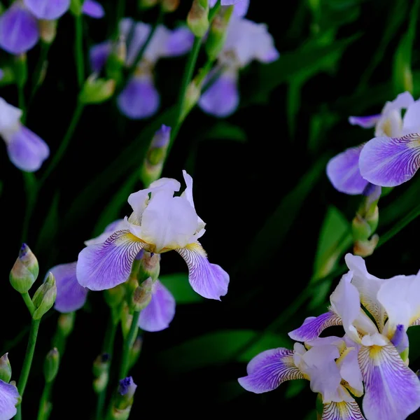 市内公園のアイリスウェブデザインのための花の背景 — ストック写真