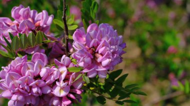 Ağ tasarımı için bahar aylarında çiçek açan akasya dalları.