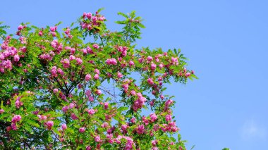 İlkbaharda açan akasya dalları