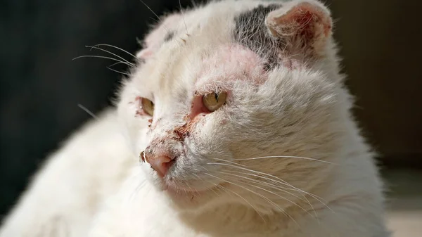 Gato Arranhado Com Mosquito Nariz — Fotografia de Stock