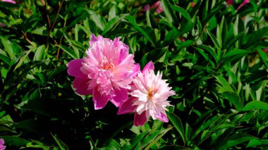 Pembe şakayıklar şehir parkında web tasarımı için arka planda.