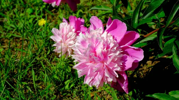Розовые Пионы Городском Парке Цветочный Фон Веб Дизайна — стоковое фото