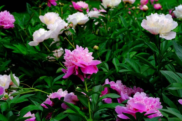 Pivoines Roses Dans Parc Villefond Floral Pour Conception Web — Photo