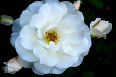 Şehir parkında gül tomurcuğu. Web tasarımı için çiçek arkaplanı..