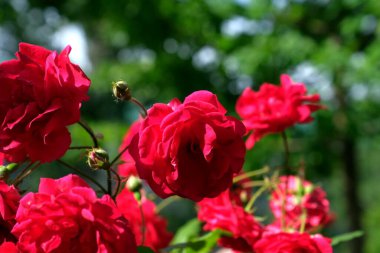 Şehir parkında gül tomurcuğu. Web tasarımı için çiçek arkaplanı..