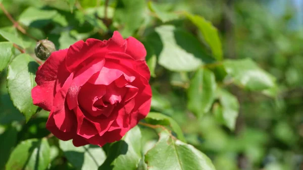 Rose Bud City Park Floral Background Web Design — 스톡 사진