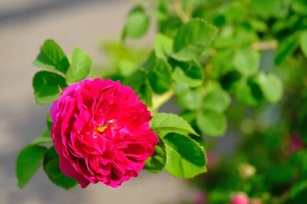 Pączek Róży Parku Miejskim Floral Tło Dla Projektowania Stron Internetowych — Zdjęcie stockowe