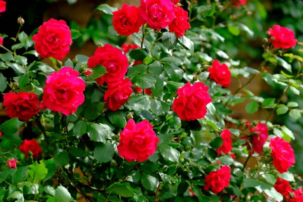 Brote Rosa Parque Ciudad Fondo Floral Para Diseño Web — Foto de Stock
