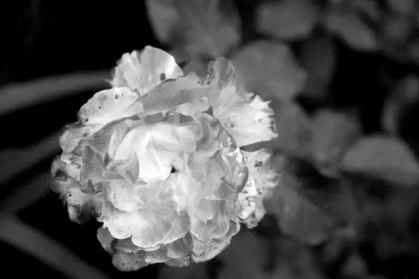 Rosenblüte Einem Stadtpark Floraler Hintergrund Für Webdesign — Stockfoto