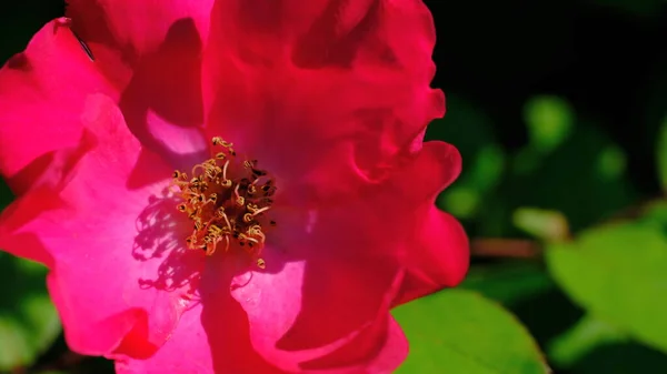 Brotes Rosa Mosqueta Parque Ciudad — Foto de Stock