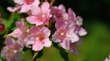 Baharda bir parkta çiçek açan bir çalılığın dalları