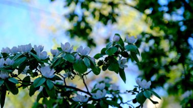 Baharda bir parkta çiçek açan bir çalılığın dalları