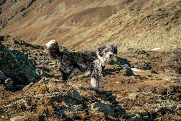 Retrato de um cão preto e branco fofo no alto de uma montanha um — Fotografia de Stock