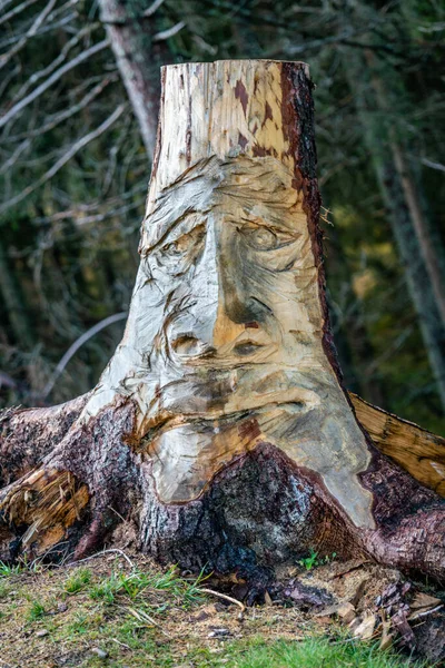 Vtipná tvář vyřezávaná v dřevěném kmeni stromu, který roste v lese — Stock fotografie
