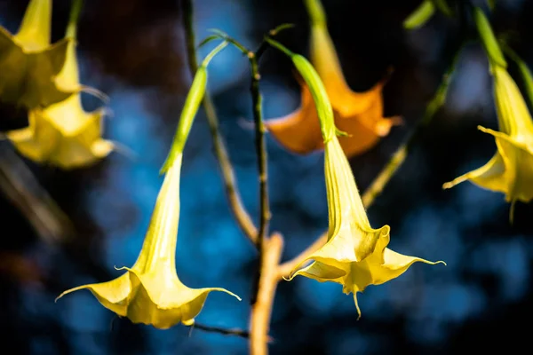 Закрыть несколько желтых ангелочков (Brugmansia) a — стоковое фото
