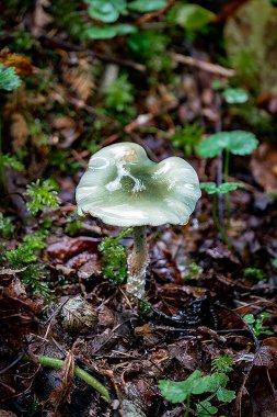 Makro, parlak anasonlu mantar mantarı kaplayan mantara yaklaş.