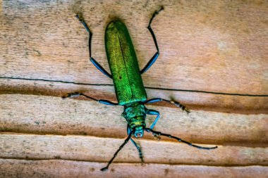Macro close up of a shiny green Spanish fly beetle (Lytta vesica clipart