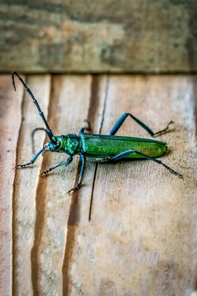 Parlak yeşil bir İspanyol sinek böceğinin Macro 'su (Lytta vesica — Stok fotoğraf