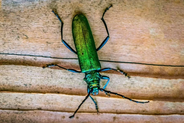 Macro primer plano de un escarabajo mosca española verde brillante (Lytta vesica — Foto de Stock