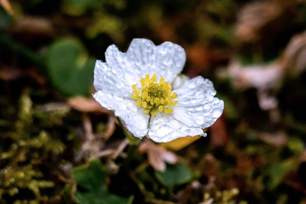 Macro close-up de um pasqueflower alpino branco (Pulsatilla alpina — Fotografia de Stock