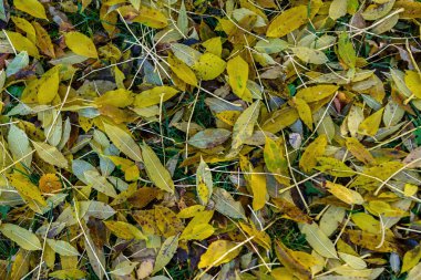 Sonbahar renkleri - sarı yapraklı güzel yakın çekim