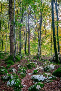 Sonbaharda büyülü bir ormanın içinden geçen büyülü bir yol.