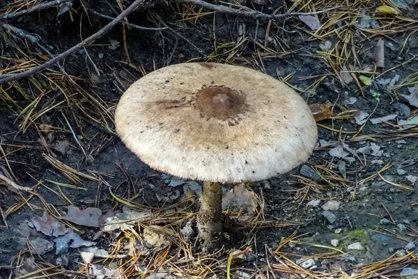 Primer plano de un solo hongo marrón en un bosque — Foto de Stock