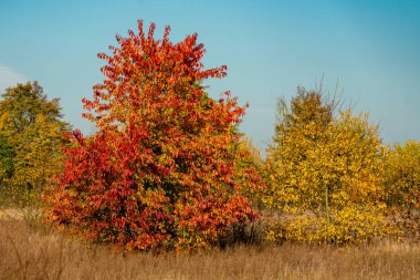 Güzel kırmızı, sarı ve turuncu yapraklar siyah bir kolye üzerinde