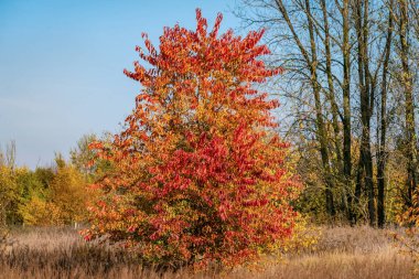 Güzel kırmızı, sarı ve turuncu yapraklar siyah bir kolye üzerinde