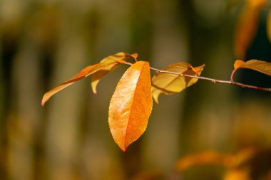 Muhteşem sonbahar renkleri- bir dalda tek bir portakal izni