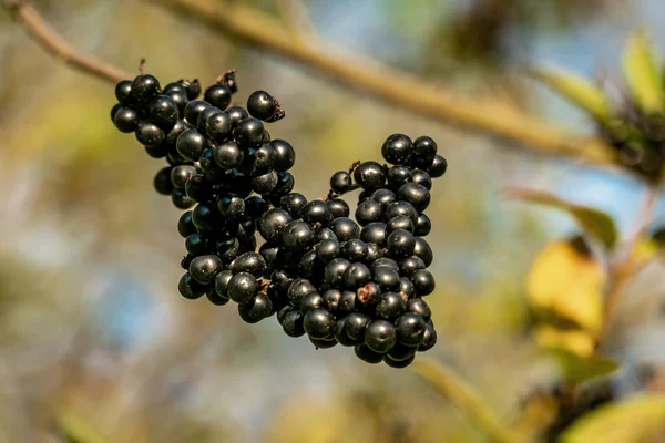 Detailaufnahme einer Traube schwarzer Beeren auf einem Zweig — Stockfoto