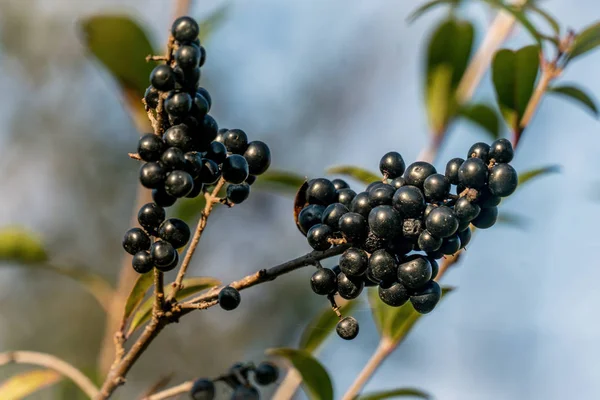 Részletes közel egy csoport fekete bogyók egy ágon — Stock Fotó