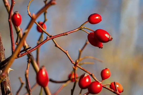 Nahaufnahme von leuchtend roten Hagebutten an einem sonnigen Herbsttag — Stockfoto