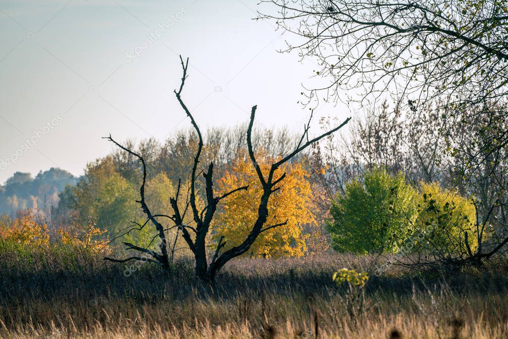 Surreal autumn landscape with a dead tree in focus 
