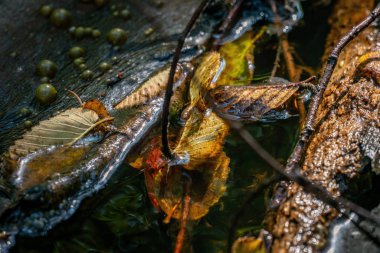 Su ve altın üzerinde yüzen çok renkli yapraklarla hayat