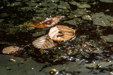 Bataklıkta kahverengi bir yaprağın üzerinde yüzen altın gaz baloncuğu olan bir sinek.