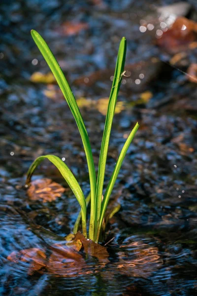 En ljus grön vattenväxt som växer i en liten bäck i ljus su — Stockfoto