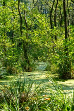Ördek otu dolu suda duran ağaçlar (lemna minör) bir mikropta