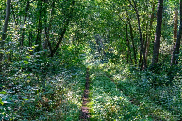 햇빛이 내리쬐는 울창 한 푸른 숲을 지나는 길 — 스톡 사진