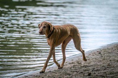 Kahverengi, kısa bacaklı, uzun bacaklı bir köpek koşuyor.