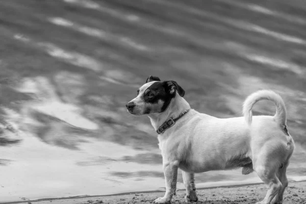Pouco branco Jack Russel raça como o cão está jogando em uma praia ne — Fotografia de Stock