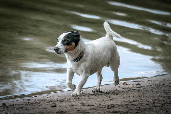 Pouco branco Jack Russel raça como o cão está jogando em uma praia ne — Fotografia de Stock